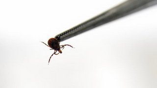 В Кузбассе клещи вышли на охоту