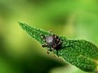 В Кузбассе зарегистрировано более 23,6 тыс. случаев укусов клещей