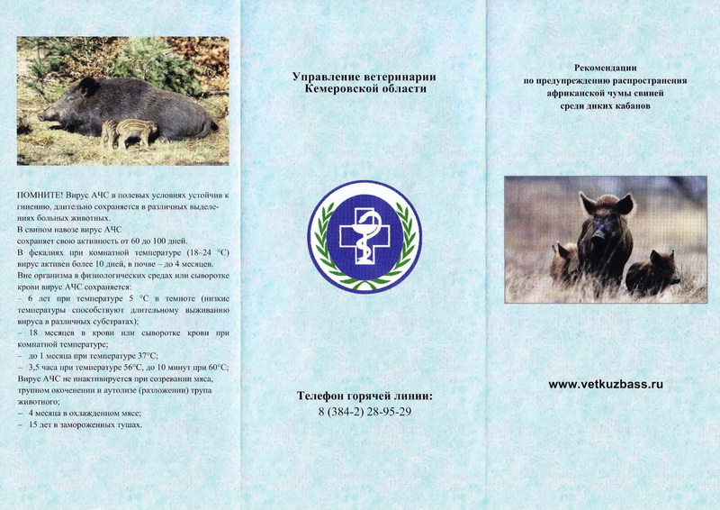 Кузбасские власти держат на особом контроле ситуацию по африканской чуме, сложившуюся в РФ и СФО