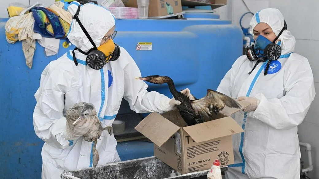 Более 1,6 тысячи птиц спасли на Кубани после разлива мазута в Черном море